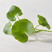 CICA (Centella Asiatica)